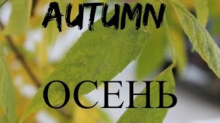 Разворот На Тему Осеньalina Gold