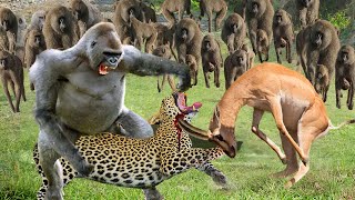 Amazing! Baboon Clever To Use This Method To Humiliate Cheetah To Rescue Gazelle - Baboon Vs Cheetah