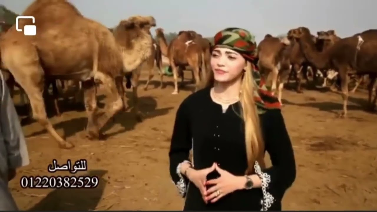 احلي اغنية بدوية مصرية - عائلة الجمل #الفيوم #مطروح #البحيره #دمنهور #بدوي #الجمل