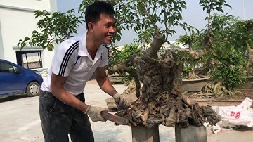 Nghệ nhân Tuấn Anh (NÔNG DÂN TENSHINKAI) chia sẻ tại sao phải nuôi cây cảnh, bonsai trong chậu, bồn?