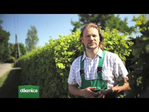 Video: Vilkābeļu koku kopšana - padomi vilkābeļu augu audzēšanai