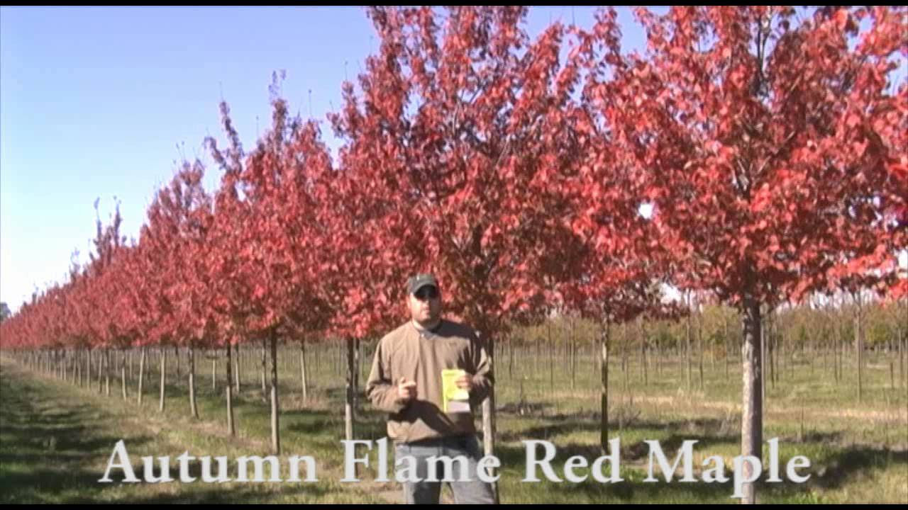 Autumn Flame Red Maple