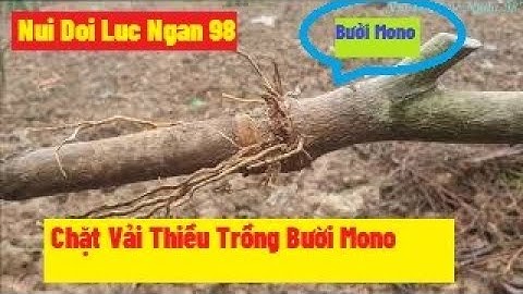 Phá Vải Thiều Lục Ngạn Trồng Bưởi Ghép Cam Lòng Vàng (P2) I Nui Doi Luc Ngan 98