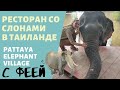 ТАИЛАНД|ОБЗОР РЕСТОРАНА PATTAYA ELEPHANT VILLAGE| КОРМИМ СЛОНОВ