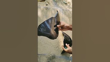 NS 125 V2 VISOR SET #short #ns125