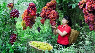 How to Harvest Grape, Goes To The Market Sell - Harvesting and Cooking | Tieu Vy Daily Life