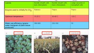 Plant Adaptations: C3, C4, CAM Photosynthetic Pathways
