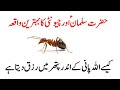 Story of Hazrat Suleman AS &amp; Ant || Hazrat Suleman (A.S) Or Chionti Ka Qissa