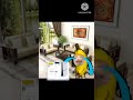 banana cat broken ps5