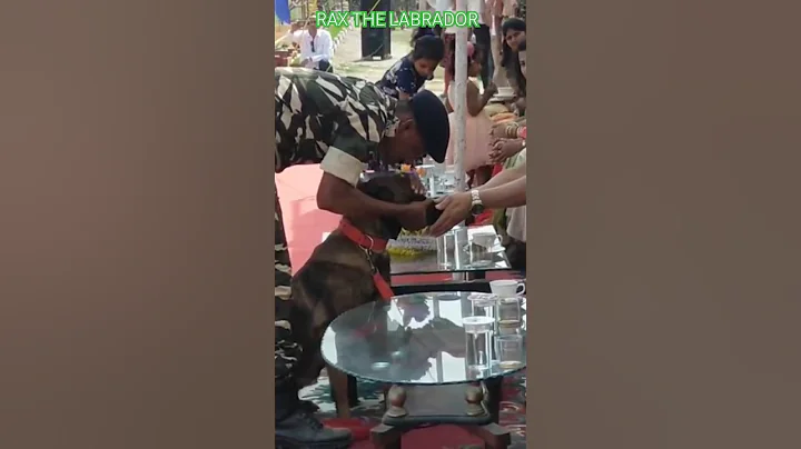 indian army dog training 🔥🇮🇳#shorts #army #viral #trending