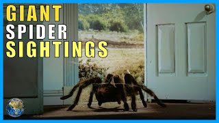 Giant Spider Sightings feat. Truth is Scarier than Fiction