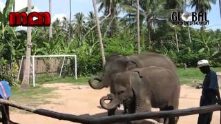 cute elephants playing harmonica :-) by Global World Entertainment 1,825 views 9 years ago 22 seconds