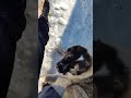 Щенок кавказской овчарки Цунами. Команда шаг #dog #animal #doglover #snow