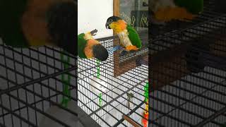 Baby Caique's must have toy