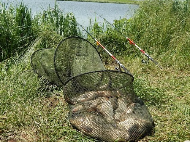 Результативна рибалка в селі Коршів на карася та коропа