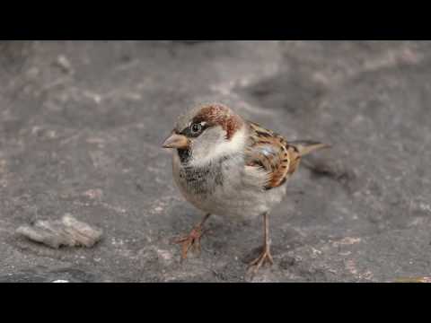 Голоса птиц как поёт Воробей (Passer domesticus)