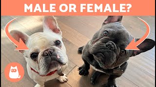 Differences Between Male and Female FRENCH BULLDOGS  Which One to Adopt?
