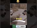 Dog vs Hen Funny Moments 😂🐶🐔  Animal Comedy  Daily Funnies #shorts