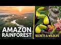 Into the Wild: The Untamed Amazon Rainforest  ! Hindi