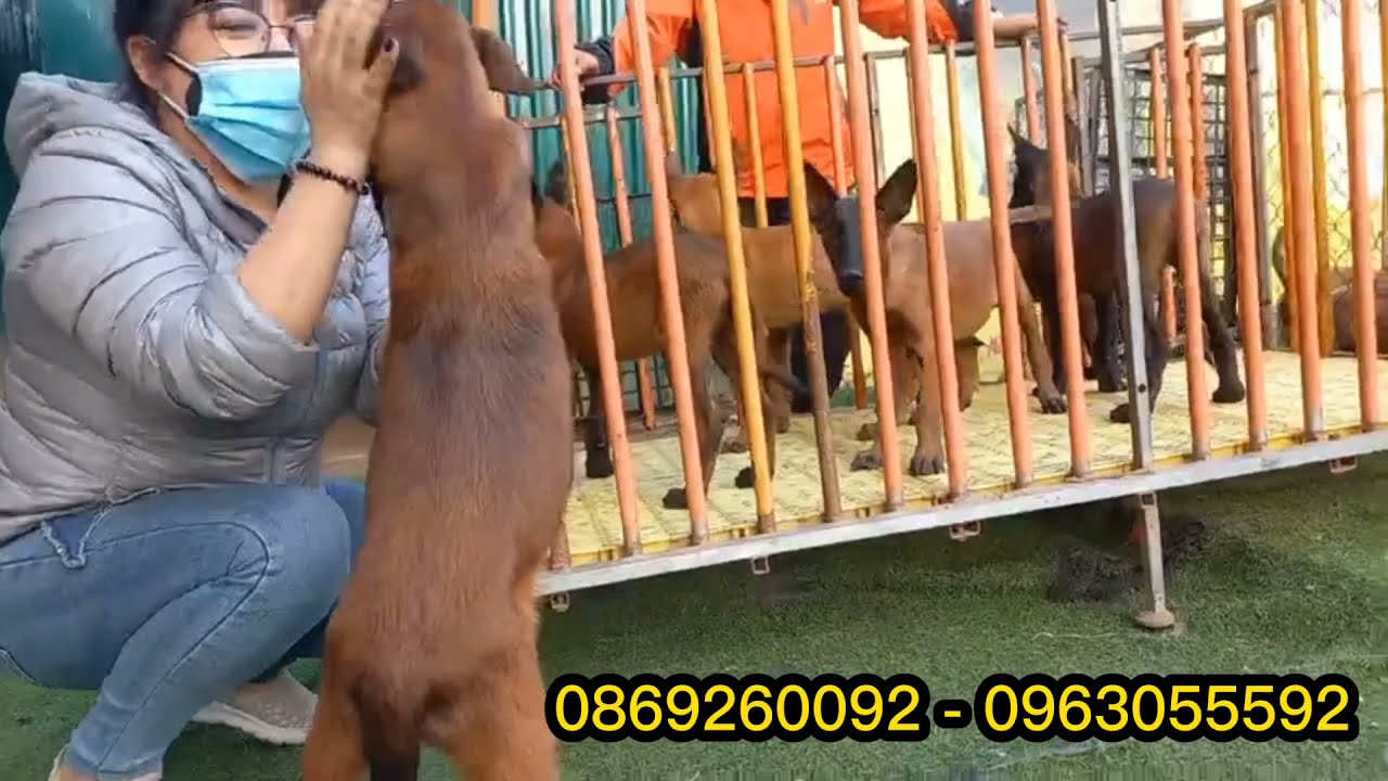 bán chó tại hà nội New 2022 Bán chó Becgie Bỉ - Malinois chuẩn, con của Ice nhập Hà Lan nặng 40kg tại trại chó nghiệp vụ Hà Nội