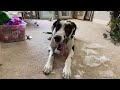 Great Dane Accidently Locks Himself In A Bedroom And Tries To Chew His Way Out