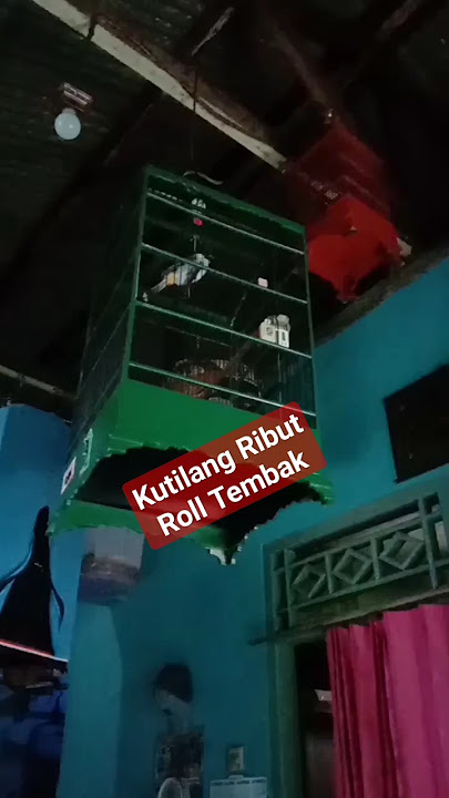 KUTILANG RIBUT ROLL TEMBAK ‼️#shorts #kutilang #kutilanggacor #kutilanggacorisian