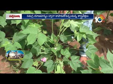 పత్తి, సోయా పంటల్లో తీసుకోవాల్సిన జాగ్రత్తలు | Precautions For Cotton and Soya Crops | 10TV Agri