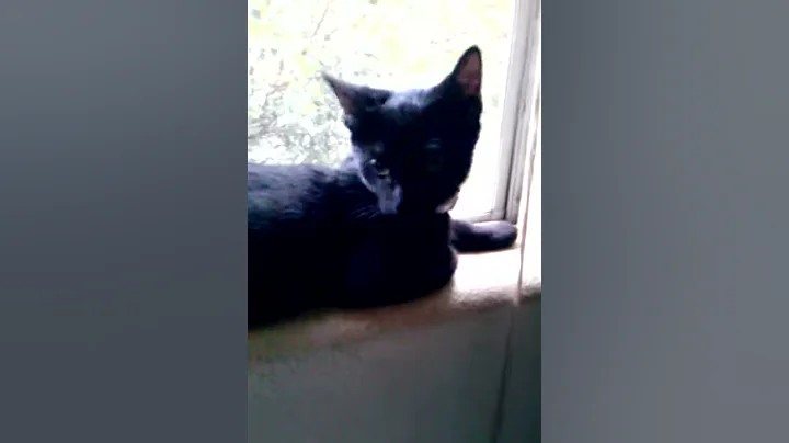 scaredy cat