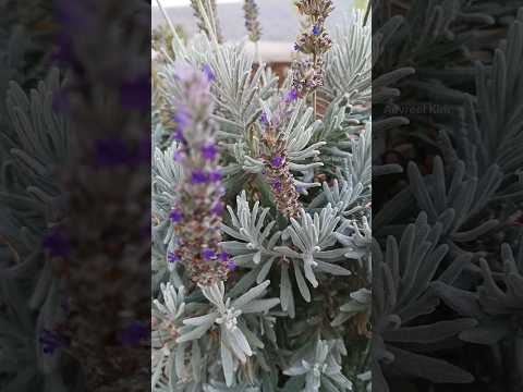 Video: Goodwin Creeki lavendlitaimed: lavendli 