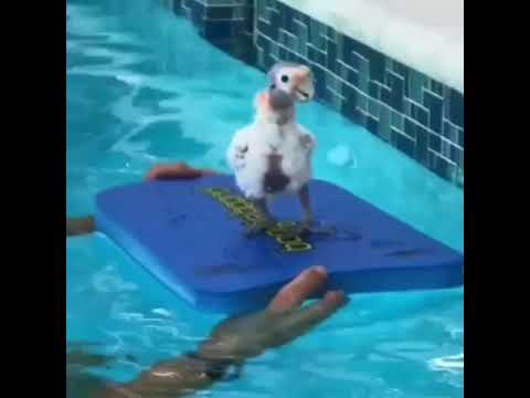 تصویری: نحوه آموزش شنا به یک طوطی