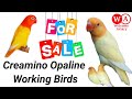 Creamino opaline working birds for sale ll lutino opaline ll welcome aviary official