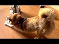 夕方5時頃のおばあちゃん家(柴犬のコロ)