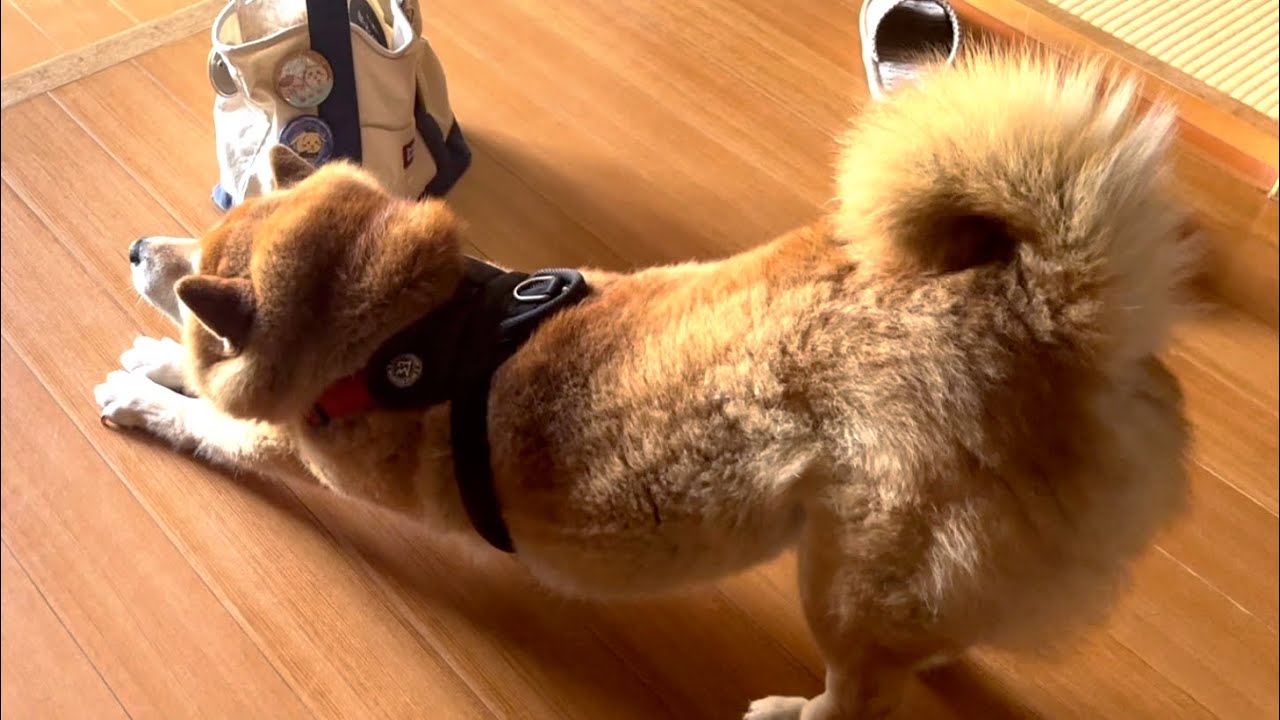 夕方5時頃のおばあちゃん家(柴犬のコロ)