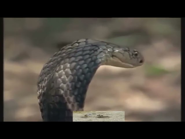 Cobra attack magnoose😯😯(Embesti TV) class=