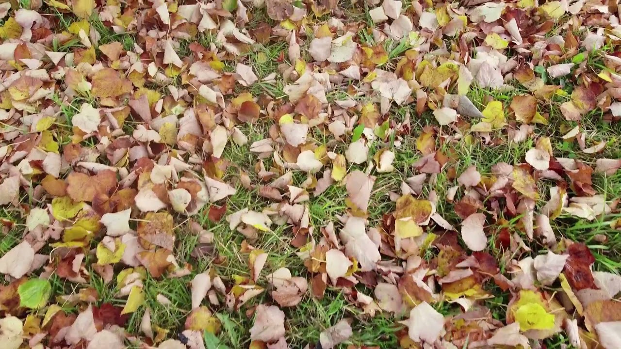 3Hours of 4k HD Sound of dry leaves | Rustling of Autumn leaves | Soothing for you