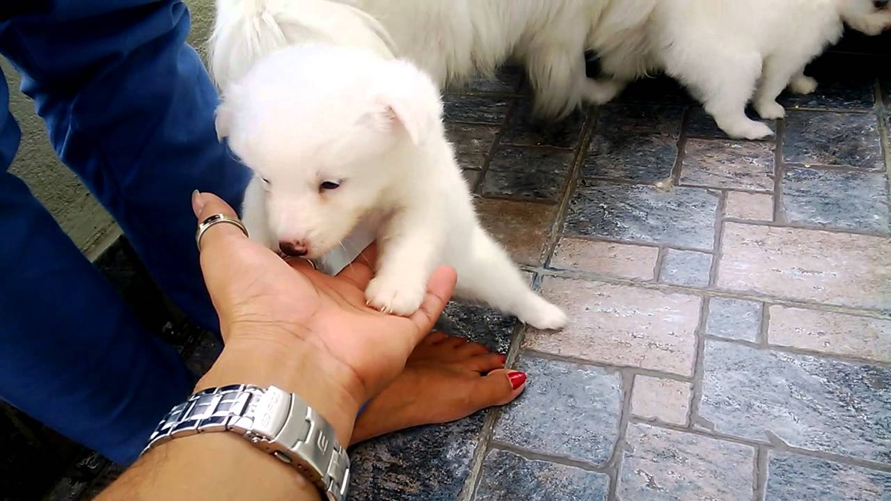 Nepal Japanese Spitz Youtube