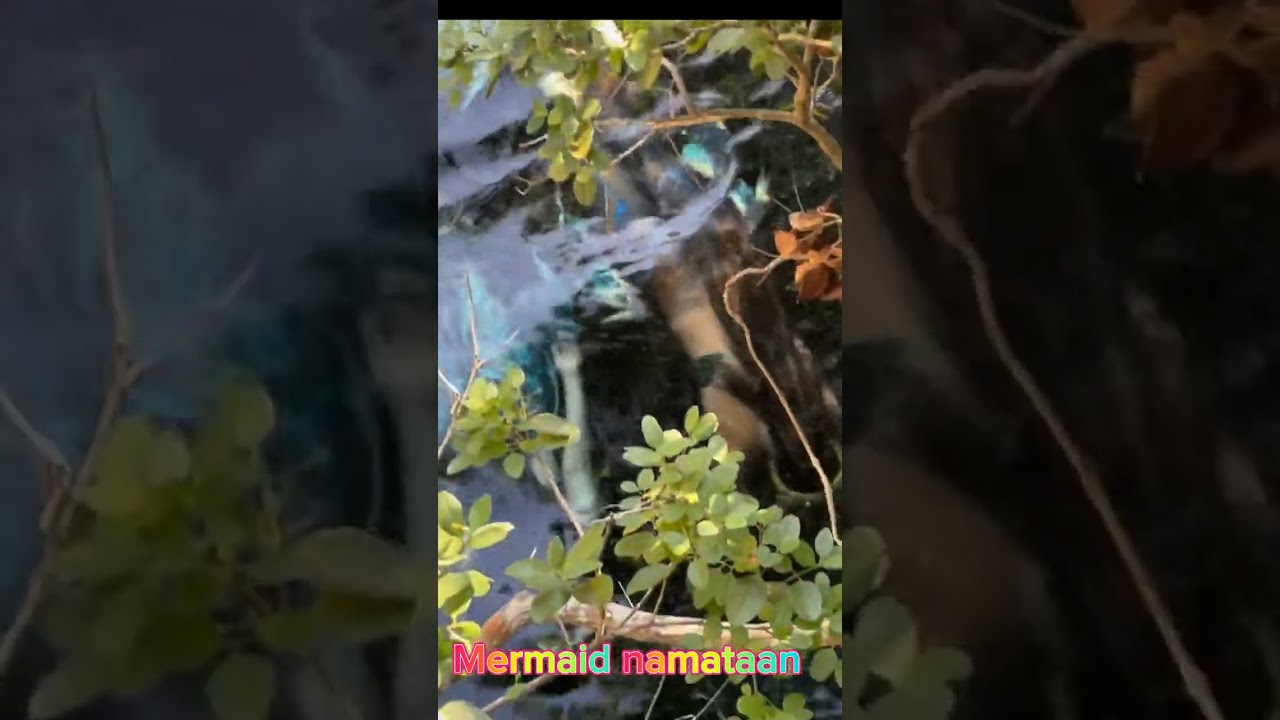 Mermaid namataan | Short Video | Tonskie TV
