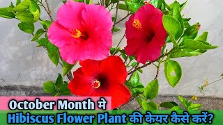 October month में Hibiscus Flower Plant की Care कैसे करें ? How to Care Hibiscus flower plant ?