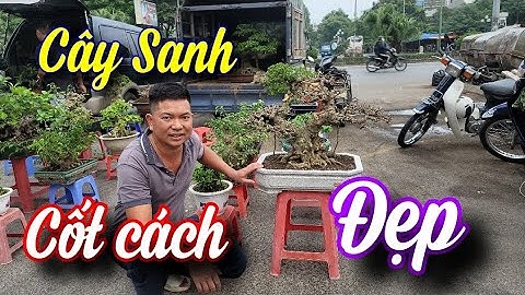 SH.8044. Ra chợ cây cảnh Vạn Phúc Hà Đông gặp cây Sanh cốt cách quá đẹp.