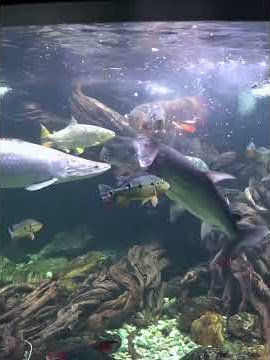 IKAN CHANNA & ARAPAIMA BAKU HANTAM #shorts