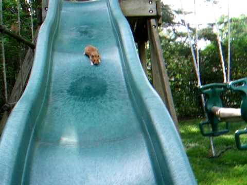 Hamster Goes Down Slide - YouTube