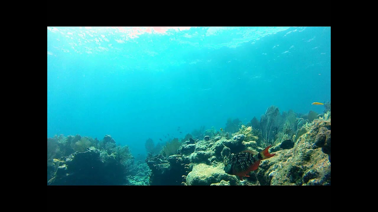 Molasses Reef with my buddies YouTube
