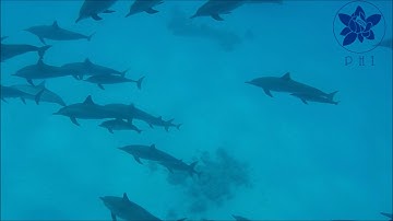 Free Dolphine and Whales