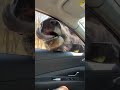 Moose Encounter Takes Shocking Turn #shorts