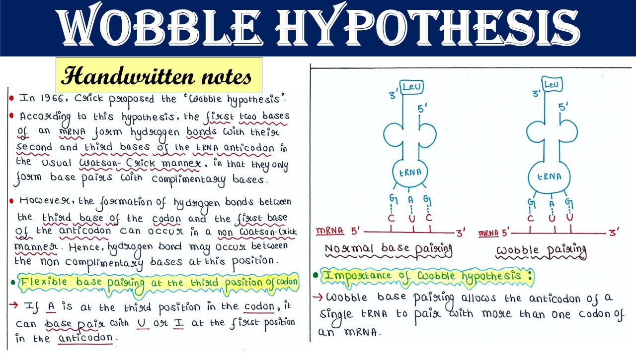 wobble hypothesis
