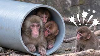 Download lagu [ Punch-kun] Hilarious Discovery of the New Play Pip | Baby Monkey and Punch Become Friends