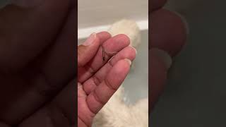The weirdest stuff happens.   #dog  #microchip