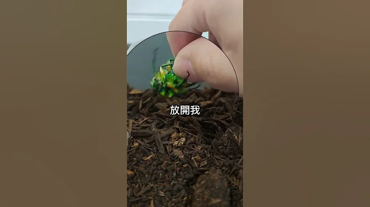 讓金龜子措手不及的絕招😏#reptile  #寵物 #甲蟲  #beetle - 天天要聞