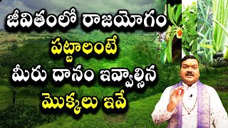 జీవితంలో రాజయోగం పట్టాలంటే మీరు దానం ఇవ్వాల్సిన మొక్కలు ఇవే | Machiraju Kiran Kumar