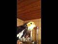 Parrot vs fen